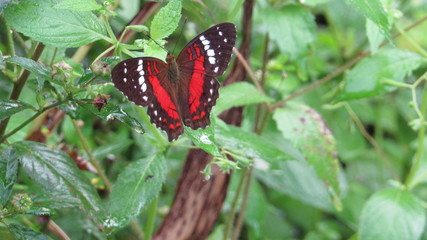 red and black butterfly
