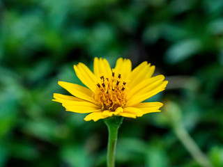 yellow flower Green background (Gold flower buttons)
