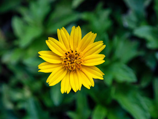 yellow flower Green background (Gold flower buttons)