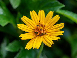 yellow flower Green background (Gold flower buttons)