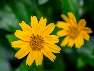 yellow flower Green background (Gold flower buttons)