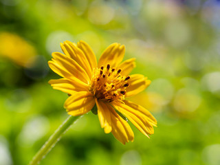 yellow flower Green background (Gold flower buttons)