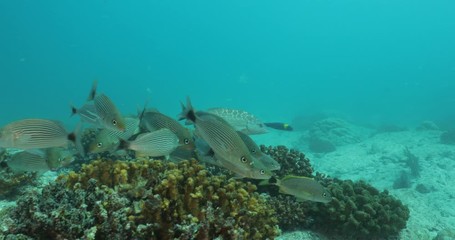 Coral reef scenics from the sea of cortez, Mexico.