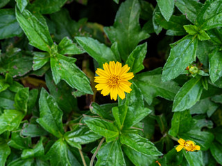 yellow flower Green background (Gold flower buttons)