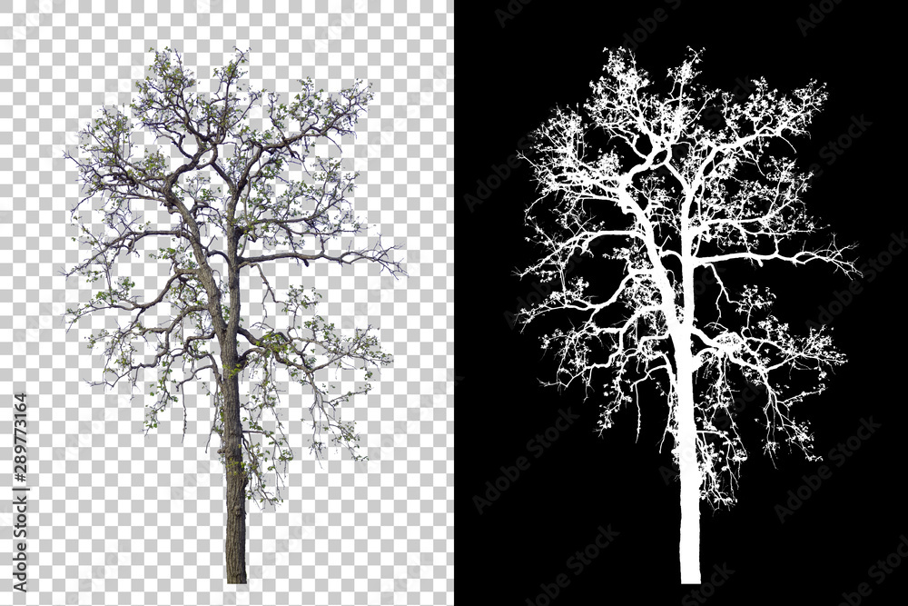 Wall mural single tree on transparent picture background with clipping path, single tree with clipping path and