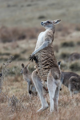 Stand tall