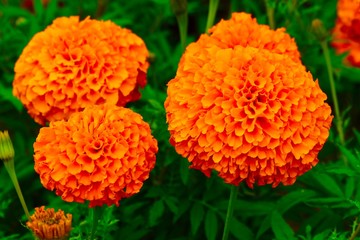 marigold flowers
