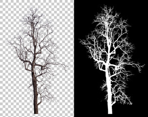 single tree on transparent picture background with clipping path, single tree with clipping path and alpha channel on black background large images are suitable for all types of art work and print. - obrazy, fototapety, plakaty
