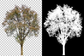 single tree on transparent picture background with clipping path, single tree with clipping path and alpha channel on black background large images are suitable for all types of art work and print.