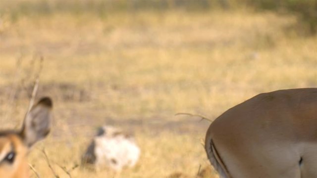 Impala Walking, Chobe National Park Botswana