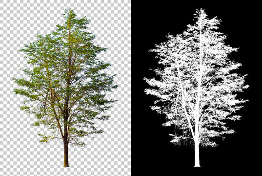 single tree on transparent picture background with clipping path, single tree with clipping path and alpha channel on black background large images are suitable for all types of art work and print.