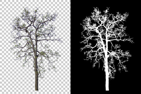 single tree on transparent picture background with clipping path, single tree with clipping path and alpha channel on black background large images are suitable for all types of art work and print.