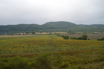 Fields of Sunflowers