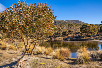 Thredbo Creek
