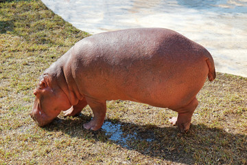 Huge Hippo Walking on the Ground
