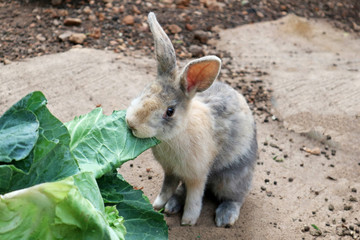 Small Asian Rabbit Eating Vegetable