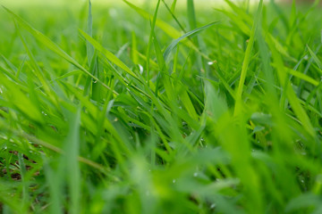 green grass with water drops