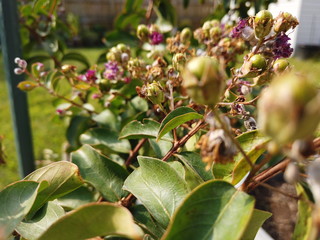 flowers in the garden