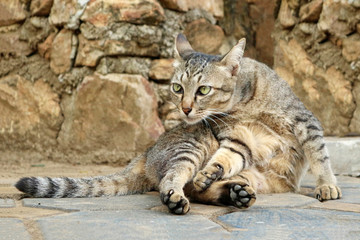 Fototapeta na wymiar Lovely Young Cat Sitting on the Ground