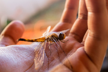 Obraz premium mosquito sucking blood extreme close up