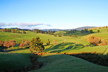 The fields of Scottsdale in the early morning light. Tasmania..