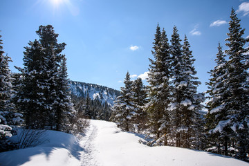 Trees covered with hoarfrost and snow in mountains