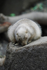 プレーリードッグ