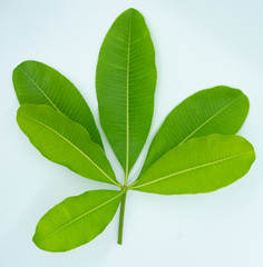 Green leaf on white background