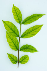 Green leaf on white background