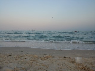 seagulls on beach