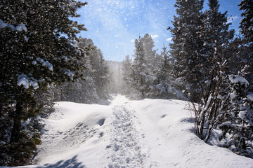 Trees covered with hoarfrost and snow in mountains