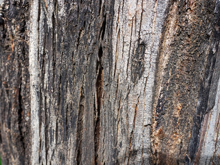 Texture of tree bark. Nature background