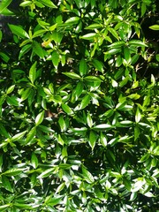 bush, green, plant, nature, leaf, top view 