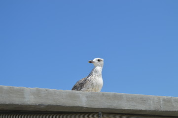 Sea gull stare