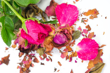 Fresh and dried roses on white background