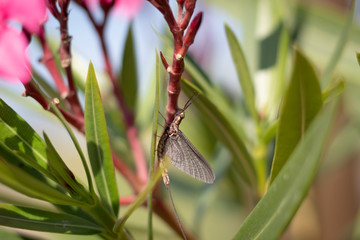 butterfly on flower