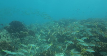 Coral reef scenics from the sea of cortez, Mexico.