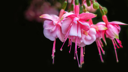 A close-up view of a beautiful fuchsia plant blooming with pink flowers, on a black background.