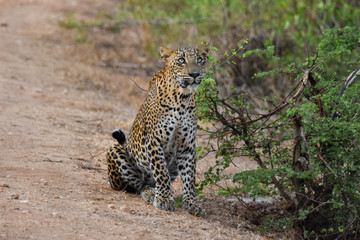 Leopard looking at sky