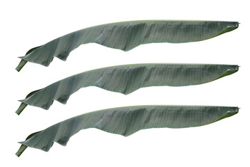 Fototapeta na wymiar banana leaf on isolate and white background.