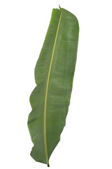 banana leaf on isolate and white background.