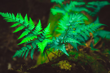 Wild fern in rainforest jungle of Tasmania, Australia. Nature close up background. © InfiniteFlow