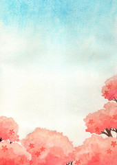 Cherry blossom tree with blue sky background watercolor hand painting.