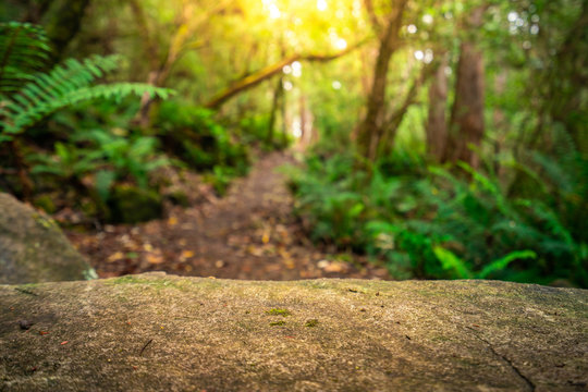 Empty Rock Table For Product Display In Jungle Of Tasmania, Australia. Nature Product Advertisement Concept.