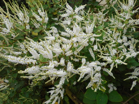mirra - tetradenia riparia