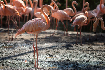 Obraz premium Flamingos in the zoo , Beautiful bird love symbol
