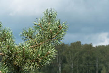 close-up of a branch of a needle spruce on the background of the forest
