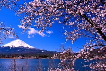 富士山と河口湖の桜