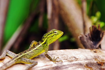 Green Lizard