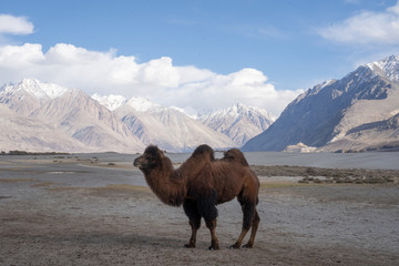 A group of a camel walking on a sand dune in Hunder, Hunder is a village in the Leh district of Jammu and Kashmir, India.